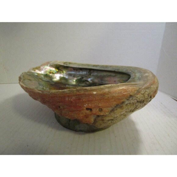 Red Abalone Large 9" Shell Haliotis Rufescens w/ Barnacles & Stone Base Antique - Picture 6 of 7